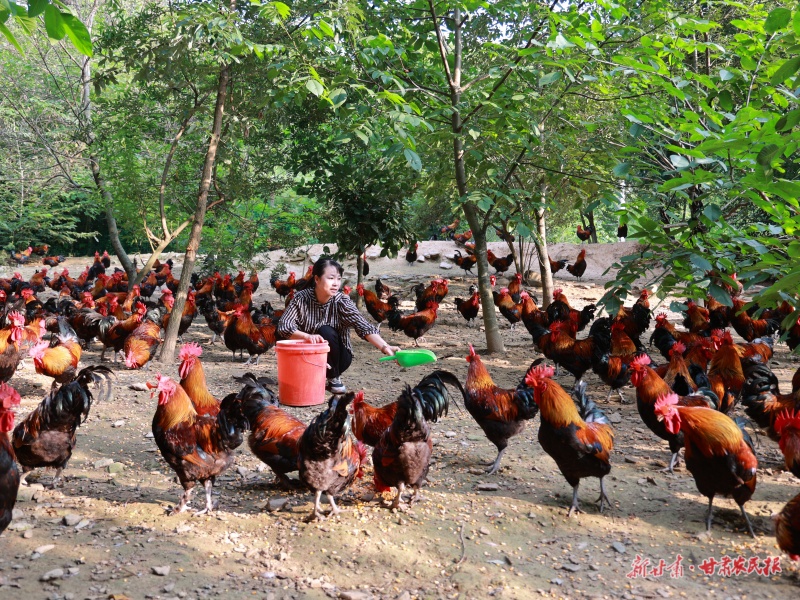 發(fā)展林下養(yǎng)殖