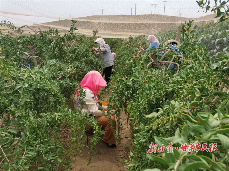平川區(qū)：積極探索村集體經(jīng)濟發(fā)展新路子