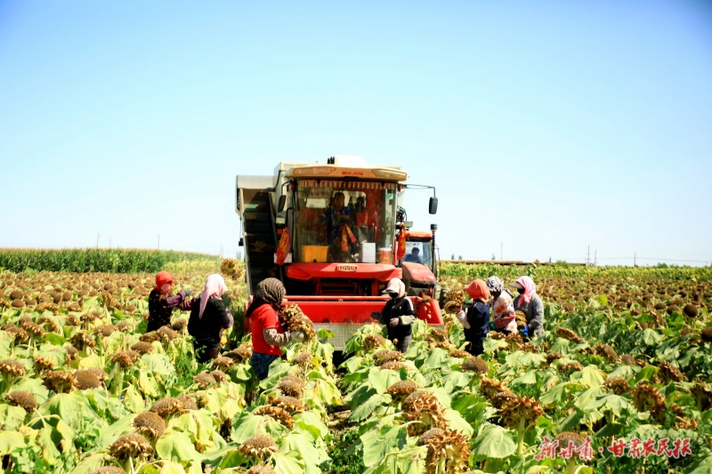 千畝向日葵迎來大豐收