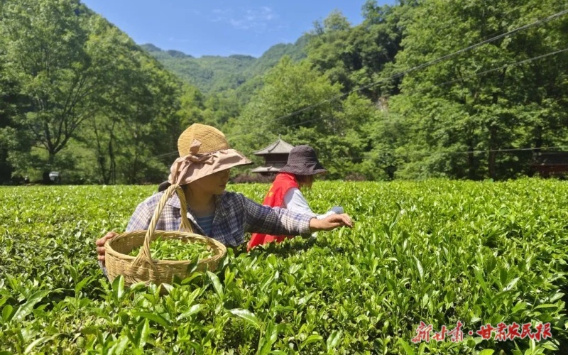 康縣：生態(tài)產(chǎn)業(yè)融合發(fā)展 縣域經(jīng)濟(jì)活力迸發(fā)