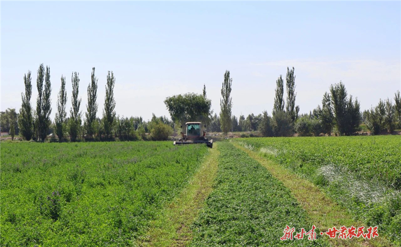 機器轟鳴搶收忙！金川區(qū)500余畝紫花苜蓿開鐮收割