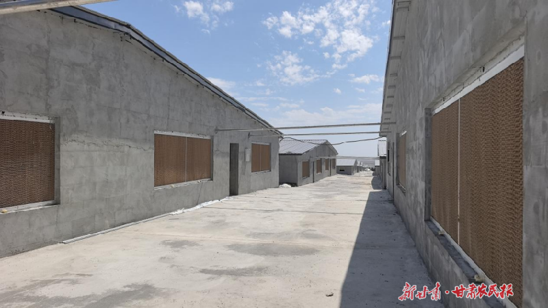 涼州區(qū)金山鎮(zhèn)年出欄5萬頭生豬標(biāo)準(zhǔn)化生態(tài)養(yǎng)殖場(chǎng)即將投用