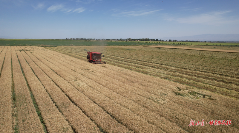 順化鎮(zhèn)小麥進入收獲期