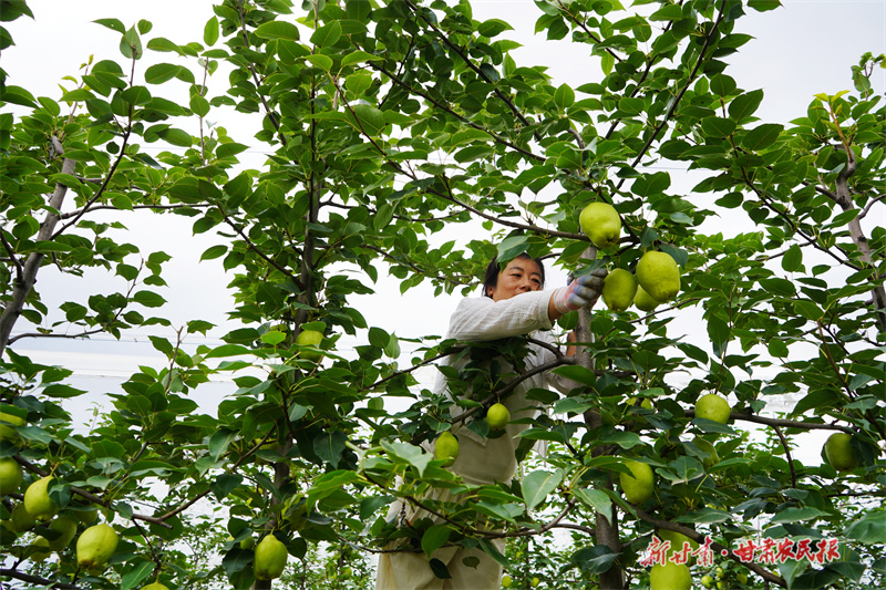 靜寧：早酥梨豐收助增收