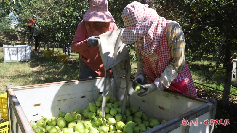 梨園迎來豐收季