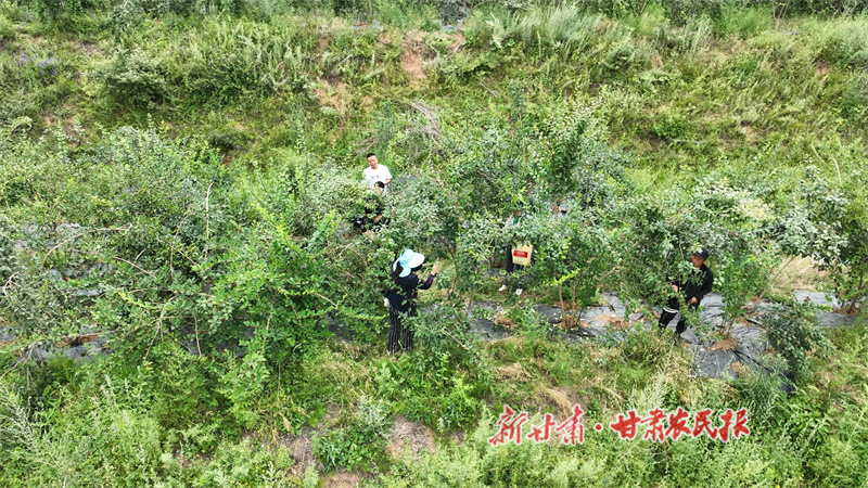 秦州連翹“翹”動(dòng)產(chǎn)業(yè)振興新圖景