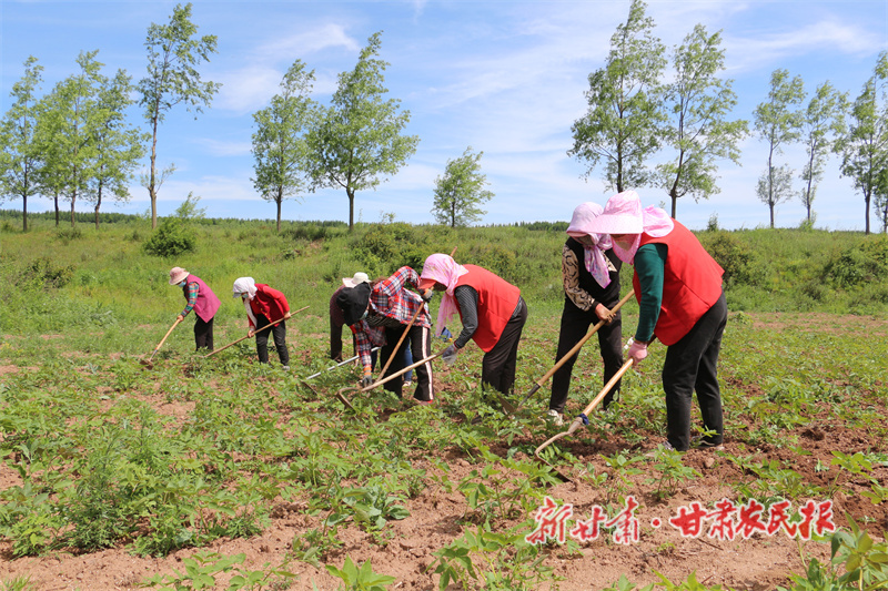 華亭：陣陣藥香富農(nóng)家