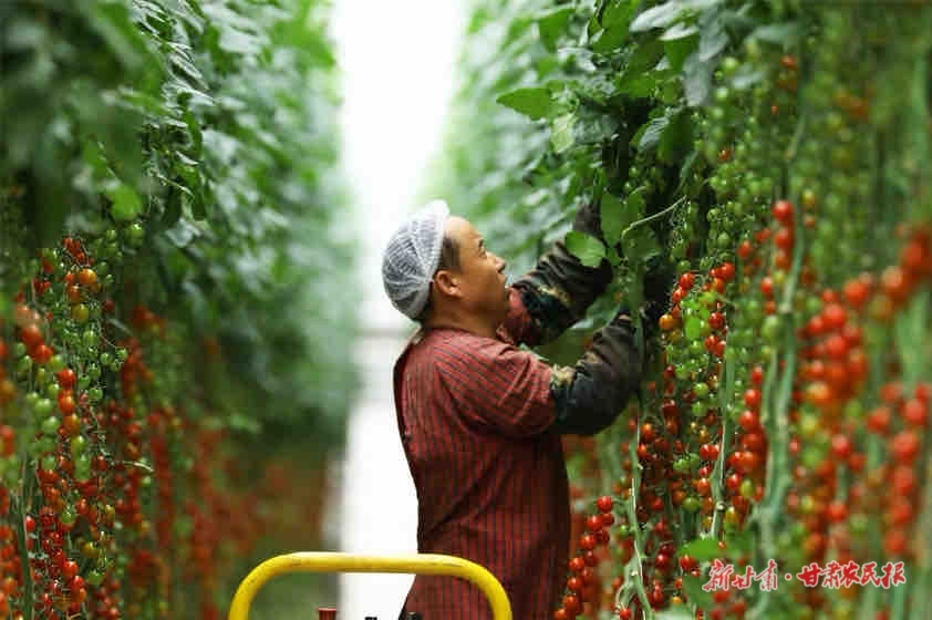 串番茄喜獲豐收