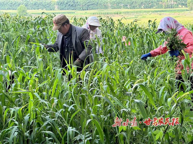 華亭：藥糧輪作 稻谷飄香