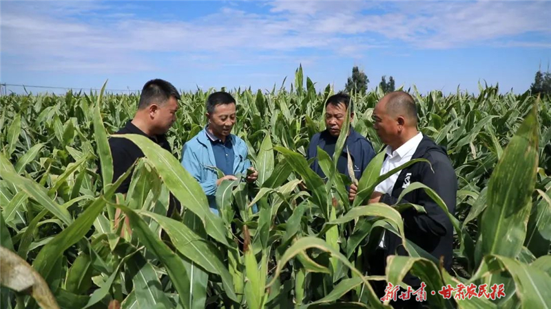 農技員田間支招 無人機高效“飛防” 金昌秋糧田管很省心