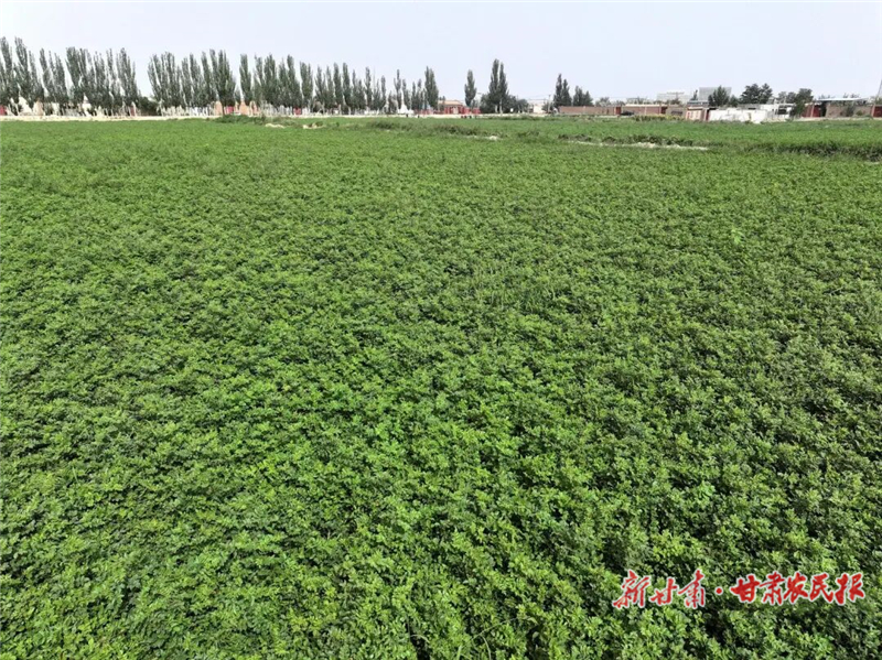 民勤：千畝甘草鋪就“節(jié)水增收”新路徑