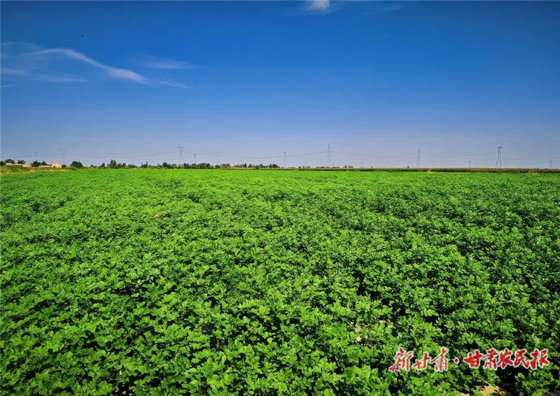 古浪：藥材地里管護忙 致富路上藥飄香