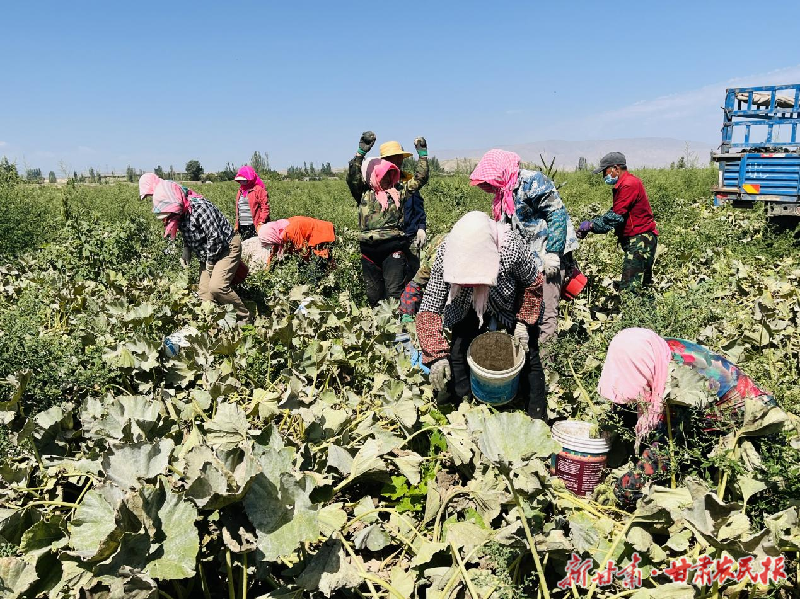軟糯香甜！涼州區(qū)韓佐鎮(zhèn)貝貝南瓜喜迎豐收