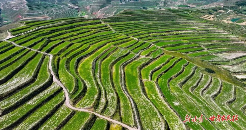 臨潭 “苦藥材”成“甜產業(yè)”