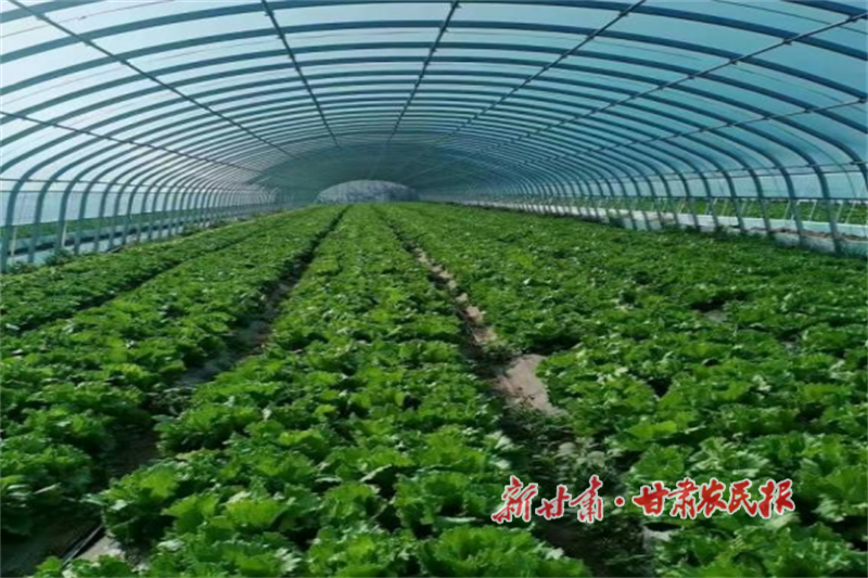 華亭：“穩(wěn)糧優(yōu)菜”雙輪驅(qū)動(dòng)促增收