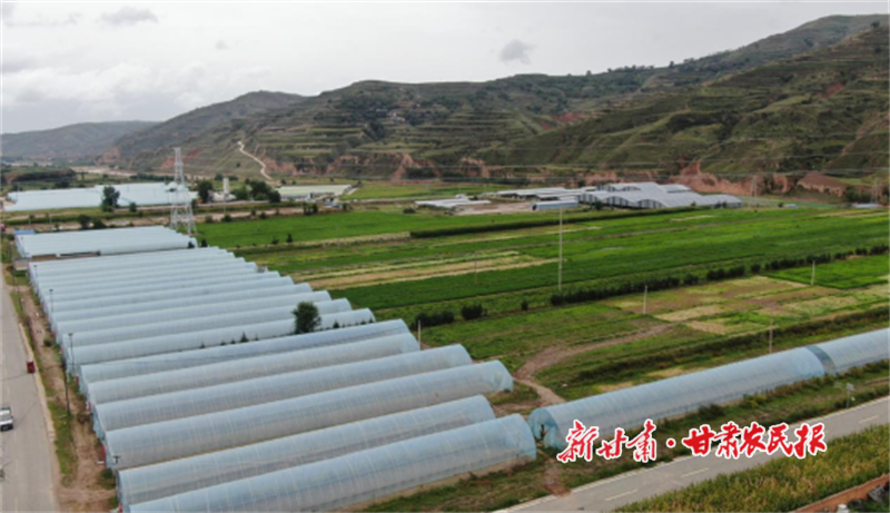 渭源縣：“大棚+大田”雙軌并行，繪就高原夏菜致富畫卷