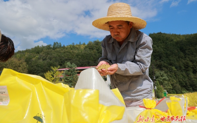 康縣：水稻成熟收割忙