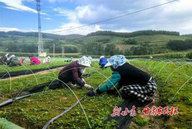 華亭：關(guān)山腳下育珍品 鄉(xiāng)村振興添活力