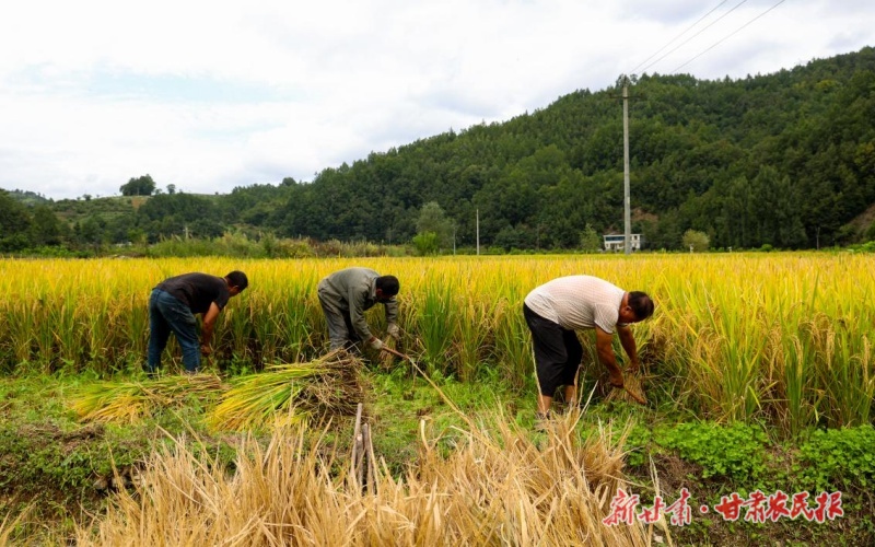 康縣大南峪鎮(zhèn)：黨建引領(lǐng) 多元產(chǎn)業(yè)遍地開花