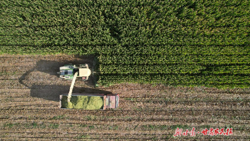 千畝青貯玉米迎豐收