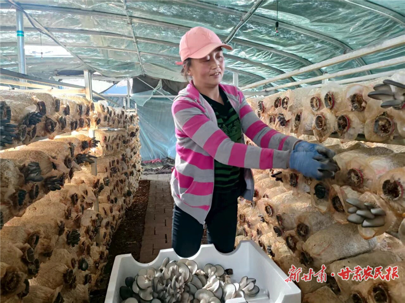 天祝縣：食用菌產(chǎn)業(yè)拓開致富新路徑