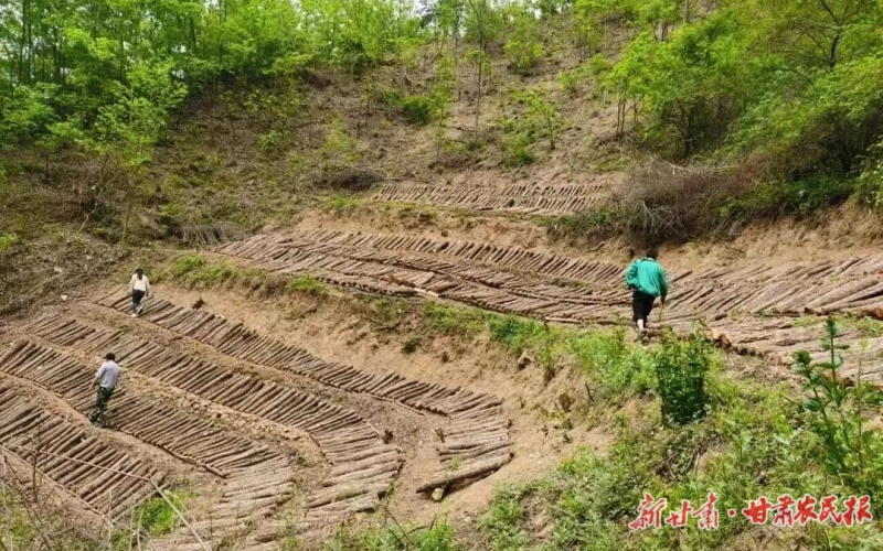 康縣迷壩鄉(xiāng)：黨建鏈上興產(chǎn)業(yè)，“綠海生金”富農(nóng)家