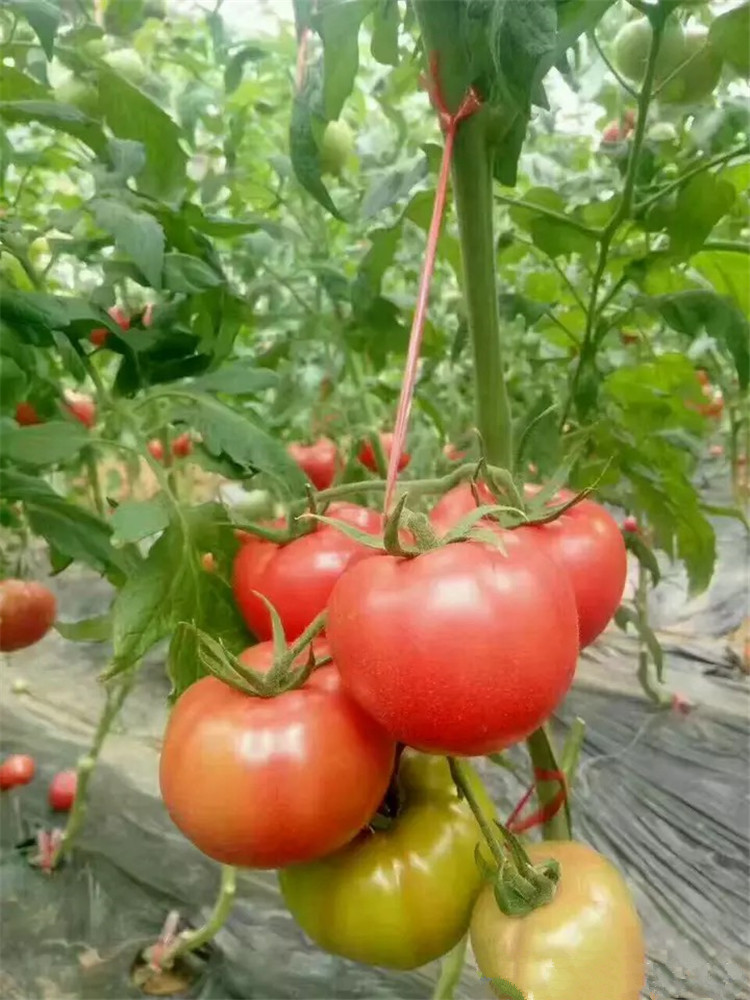 番茄晚疫病須提前預(yù)防