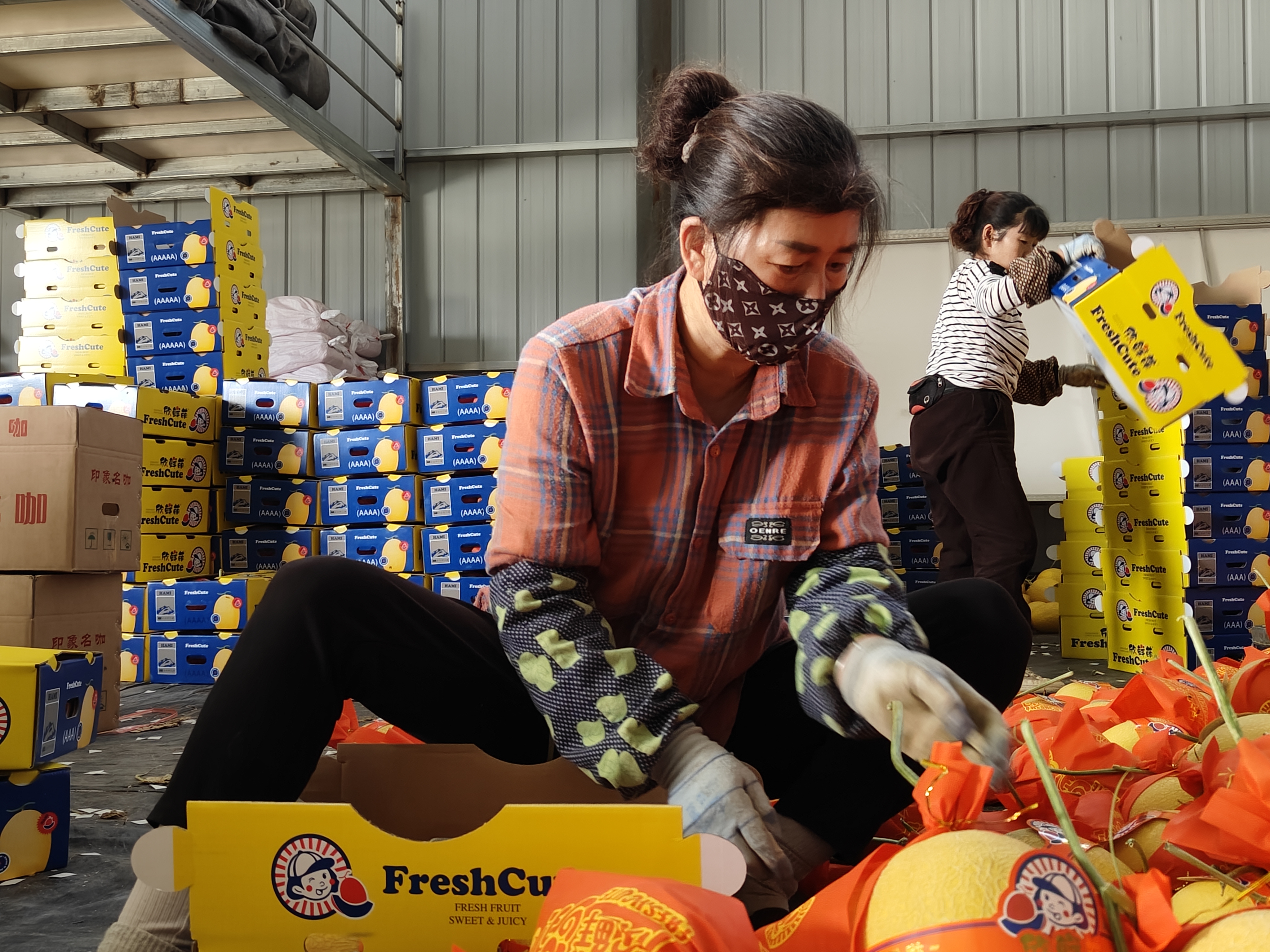 戈壁灘上長出“黃金瓜”