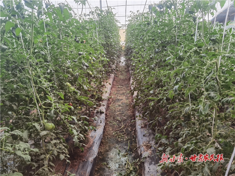 數(shù)字科技“種”出農(nóng)業(yè)新圖景