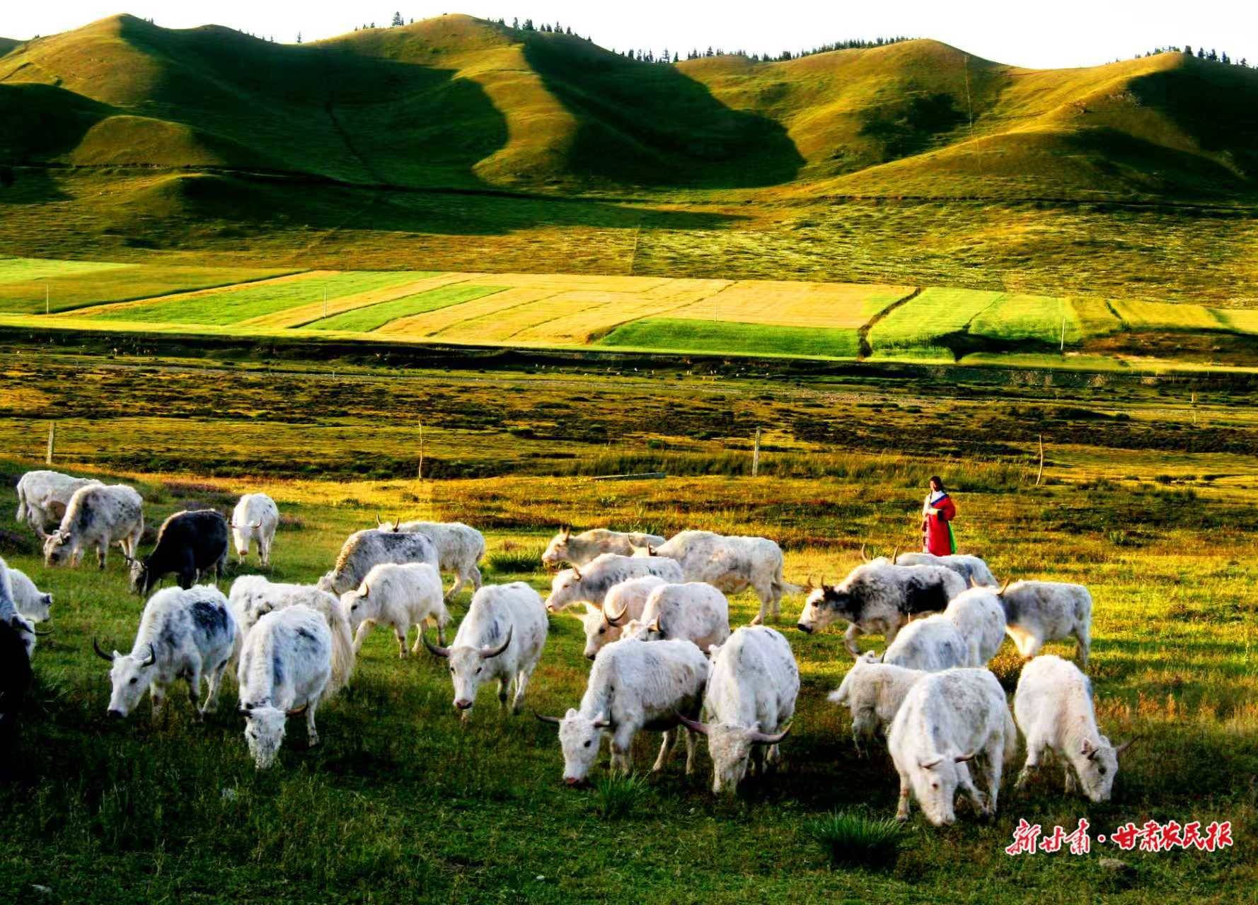 【2025年中國農民豐收節(jié)】牛氣沖天鏈千億——“牛羊菜果薯藥糧種”產業(yè)集群建設觀察（一）