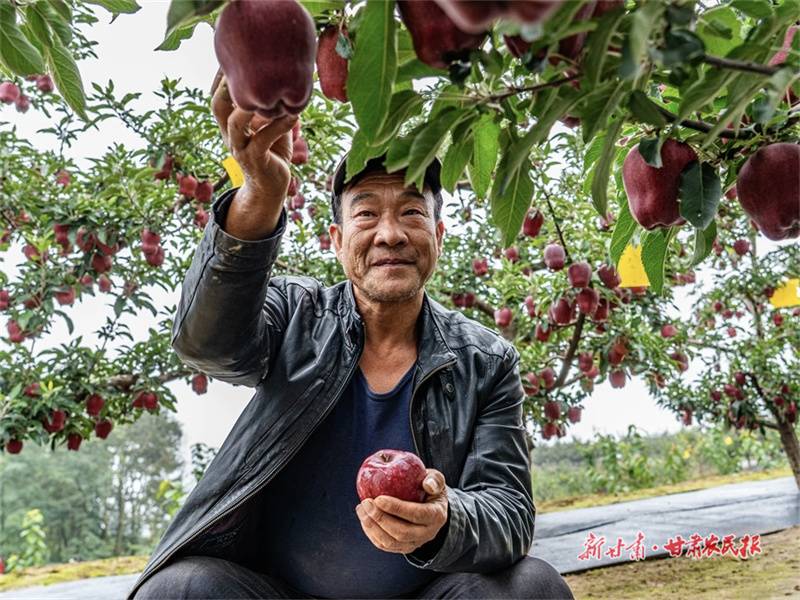 【2025年中國農民豐收節(jié)】隴果飄香“越”絲路——“牛羊菜果薯藥糧種”產業(yè)集群建設觀察（四）

