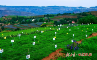 【2025年中國農(nóng)民豐收節(jié)】千年藥鄉(xiāng)煥新彩——“牛羊菜果薯藥糧種”產(chǎn)業(yè)集群建設觀察（六）