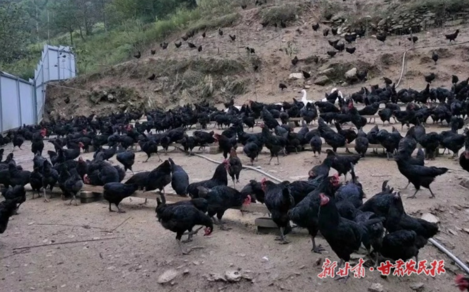 康縣大堡鎮(zhèn)：“鏈上”黨建激活鄉(xiāng)村振興新動(dòng)能