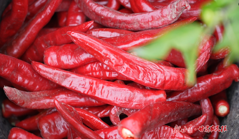 金川區(qū)雙灣辣椒的“紅火”進(jìn)階路