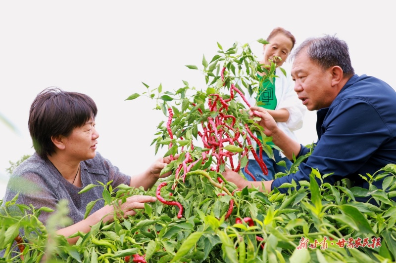 高臺(tái)辣椒豐收了