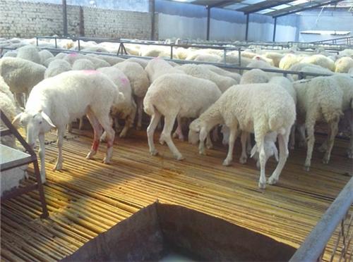 秋季羊鼻蠅蛆病治療辦法