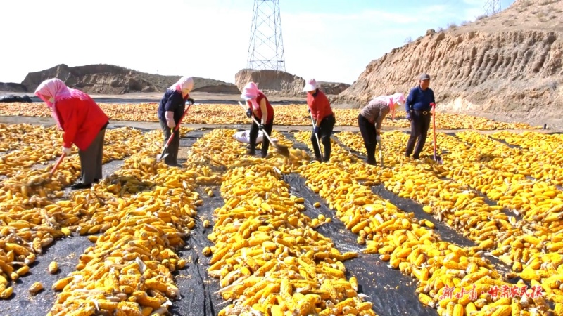 制種玉米晾曬