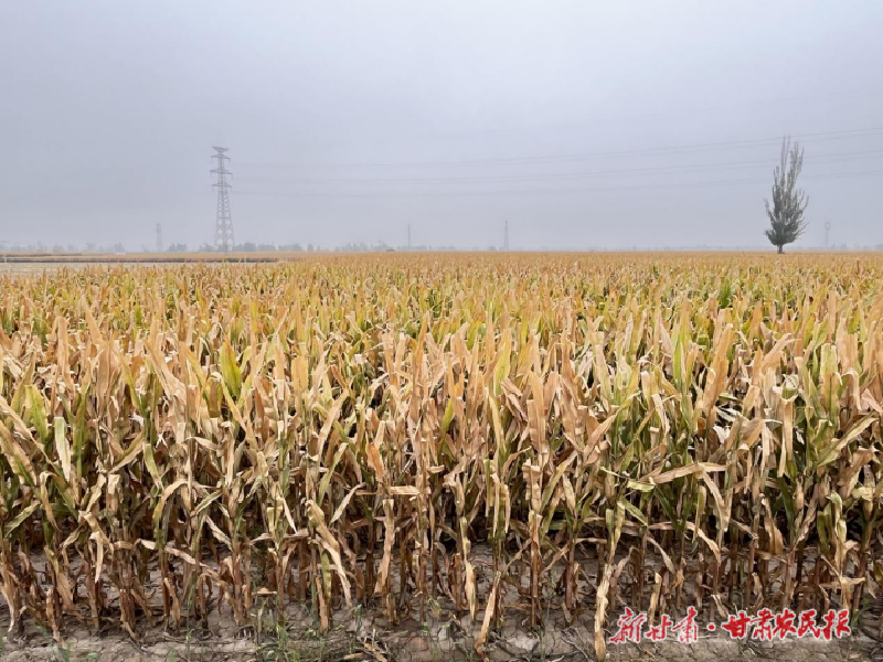 涼州區(qū)：3萬畝制種玉米喜迎豐收