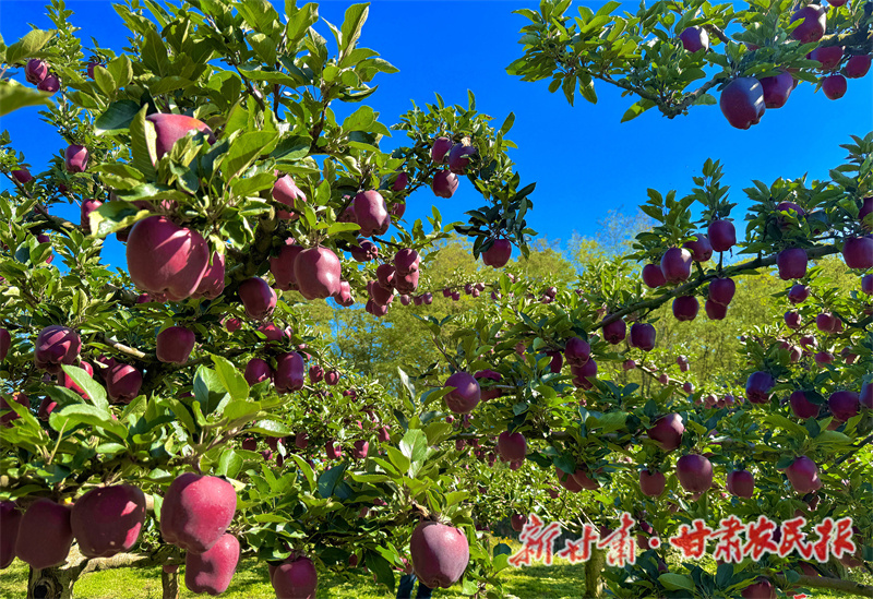 秦州區(qū)：金果迎豐“景” 客商收購(gòu)忙

