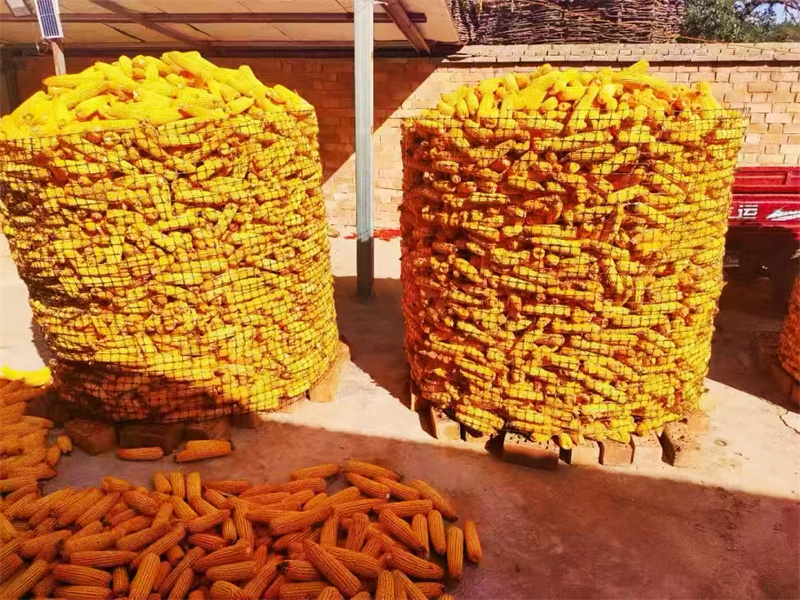 華亭：玉米鋪就豐收路 田間地頭“金”滿倉(cāng)