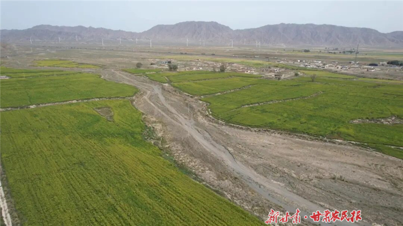 永昌：茴香飄香引增收 特色種植賦新能