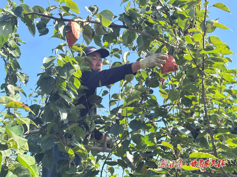 涼州區(qū)：梨果滿枝豐收忙 產(chǎn)業(yè)提質(zhì)富鄉(xiāng)親