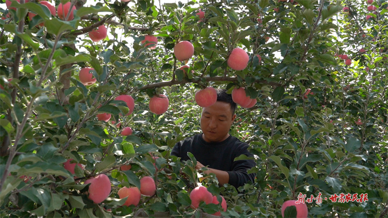 碩果壓彎枝頭 “靜寧蘋果”映紅好日子