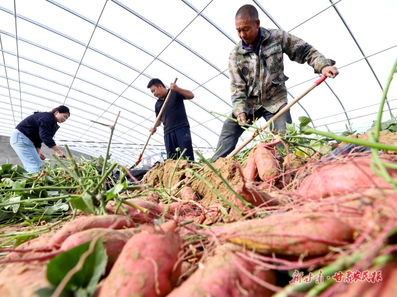 優(yōu)質(zhì)蜜薯喜獲豐收