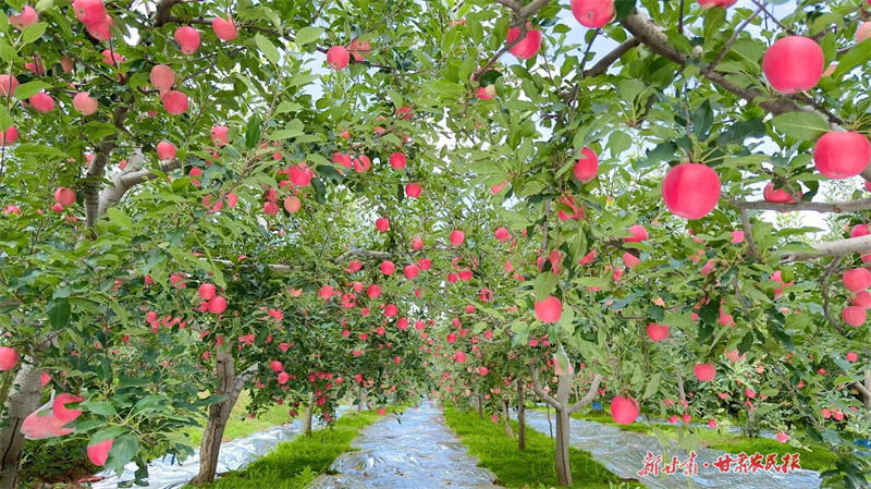 2025中國蘋果產(chǎn)銷峰會將于10月16日在平?jīng)鲩_幕