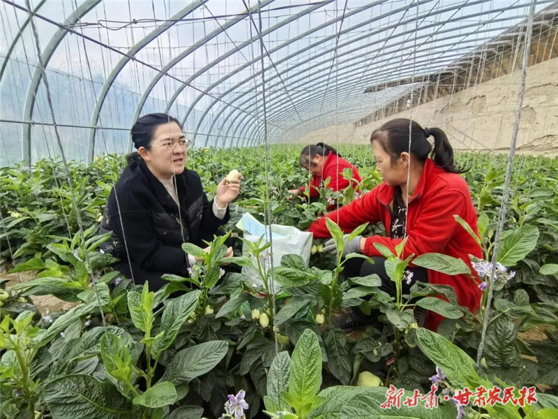 民勤：積極應對低溫陰雨天氣 農技人員開“處方”獻“暖招”