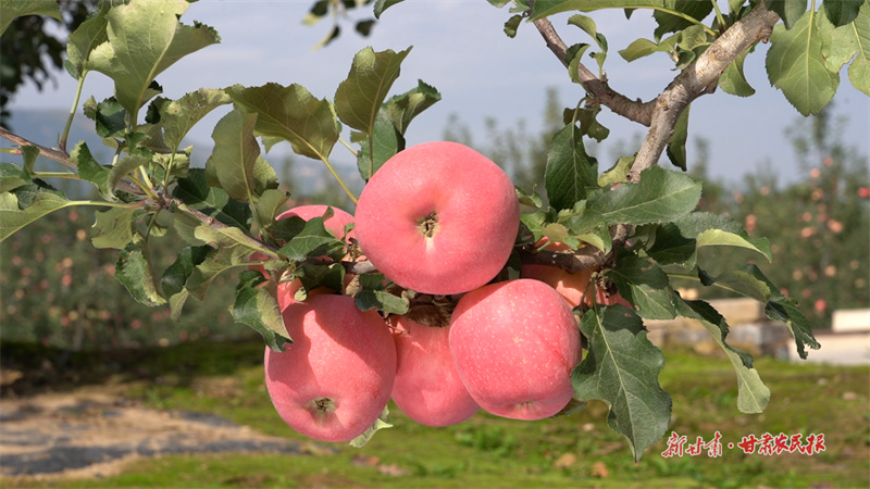 30畝果園70萬元，靜寧“智勇牌”蘋果的“種植經(jīng)”