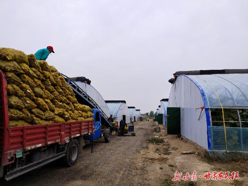 涼州區(qū)：豐收季里采收忙