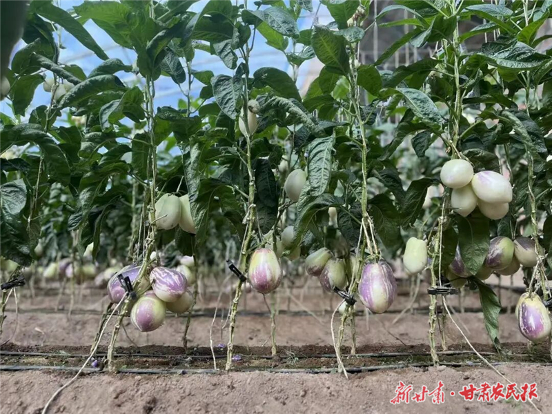 日光溫室種植撐起群眾致富夢(mèng)