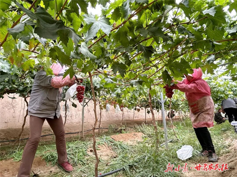 古浪：技術(shù)服務(wù)助力設(shè)施葡萄喜迎豐收